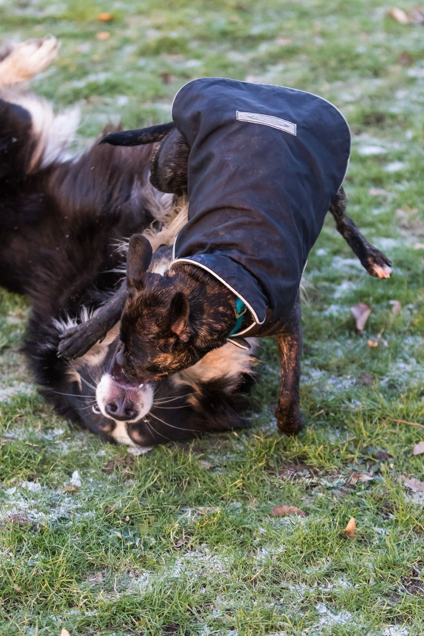 Bild 68 - Hundeshooting